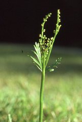 Botrychium angustisegmentum