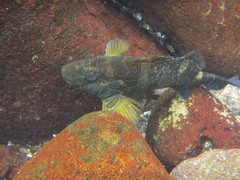 Cirrhitus rivulatus