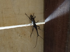Nemorhinus myrmecophaga