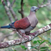 Zoe's Imperial Pigeon - Photo (c) Nik Borrow, some rights reserved (CC BY-NC)