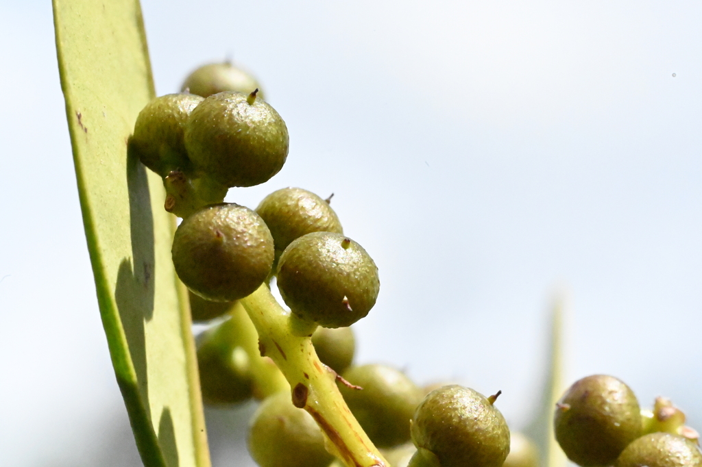 Cybianthus fulvopulverulentus