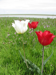 Tulipa suaveolens