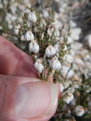 Erica tegetiformis