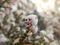Erica tegetiformis