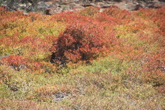 Sesuvium edmonstonei