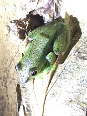 Zhangixalus prominanus