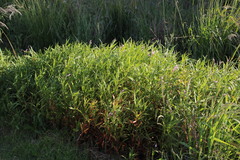 Persicaria madagascariensis