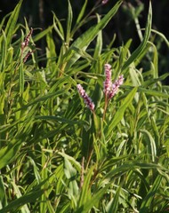 Persicaria madagascariensis
