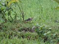 Acridotheres leucocephalus