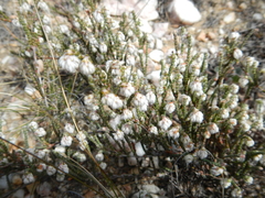 Erica tegetiformis