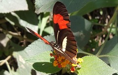 Heliconius erato phyllis