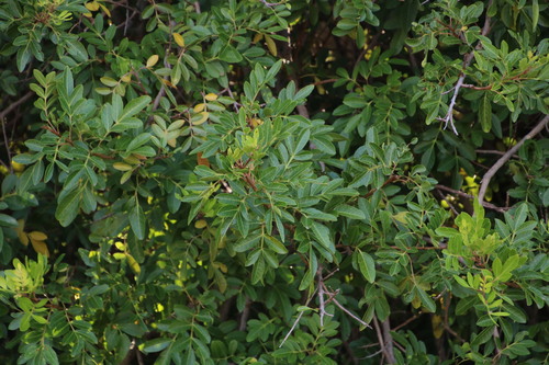 Schinus terebinthifolia