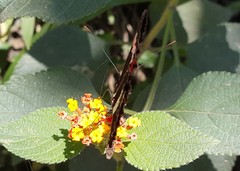 Heliconius erato phyllis