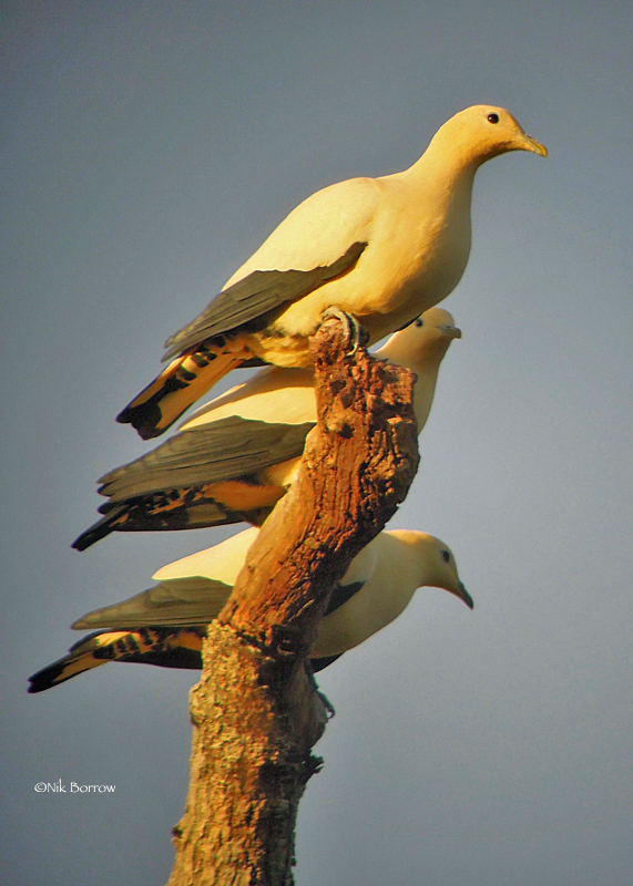 Yellowish Imperial-Pigeon