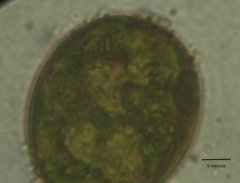 Trachelomonas armata