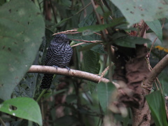 Thamnophilus multistriatus