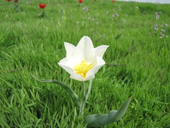 Tulipa suaveolens