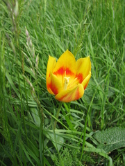 Tulipa suaveolens