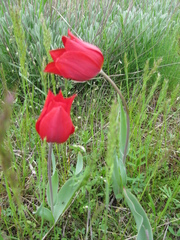 Tulipa suaveolens