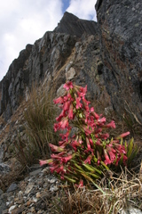 Gentianella weberbaueri