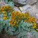 Corydalis meifolia - Photo (c) Elizabeth Byers, algunos derechos reservados (CC BY-NC), subido por Elizabeth Byers
