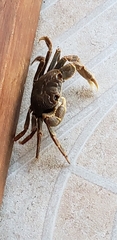 Geograpsus crinipes