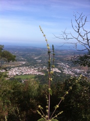 Asterohyptis stellulata