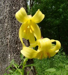 Lilium monadelphum