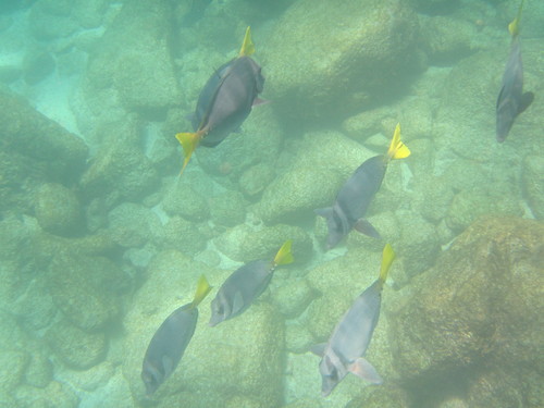 Razor Surgeonfish