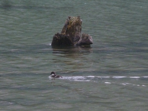 Garrot d'Islande, jeune