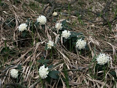 Daphne blagayana