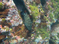 Cirrhitus rivulatus