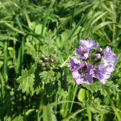 Phacelia ciliata