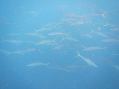 Elagatis bipinnulata