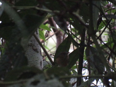 Ramphocaenus melanurus