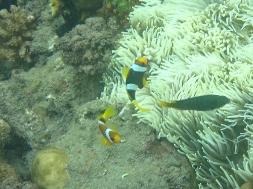 Clark's anemonefish