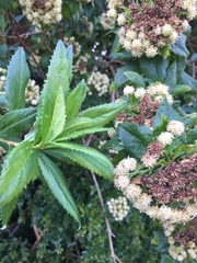 Baccharis sphaerocephala