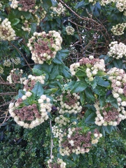 Baccharis sphaerocephala