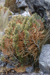 Andicolea ferruginea