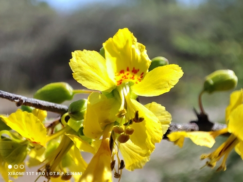 Parkinsonia praecox