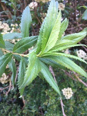 Baccharis sphaerocephala