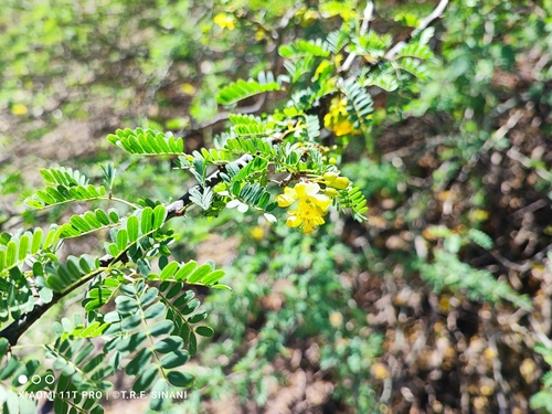 Parkinsonia praecox