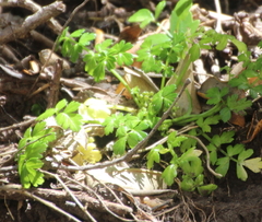 Apium prostratum filiforme