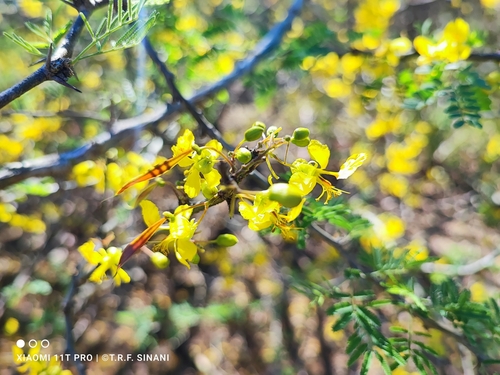 Parkinsonia praecox