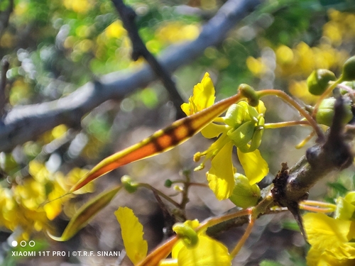 Parkinsonia praecox