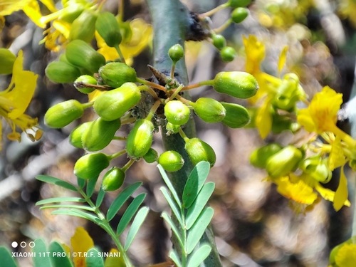 Parkinsonia praecox
