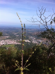 Asterohyptis stellulata