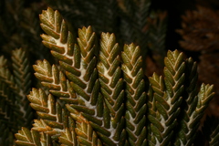 Andicolea ferruginea