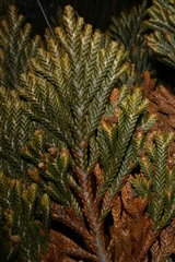 Andicolea ferruginea