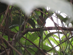 Ramphocaenus melanurus